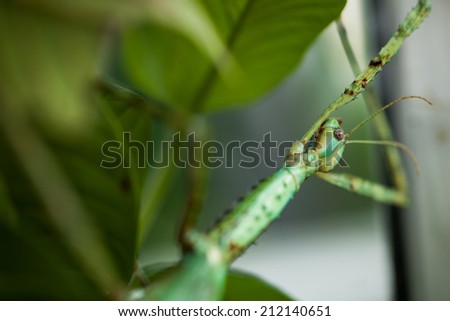 Stick leaf animal