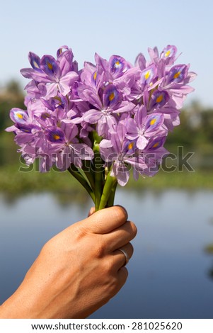 Bouquet of purple flowers in a hand