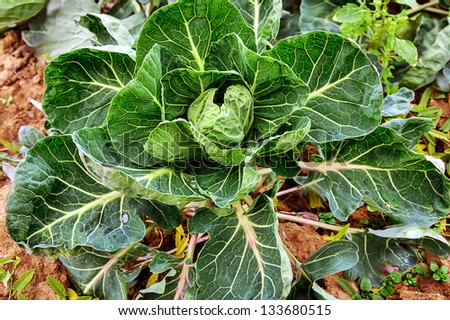 Young Brussels sprout, Kale vegetable on ground in garden