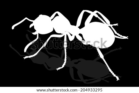 bug - forest ants isolated on white background