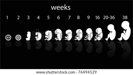 developing fetus stages