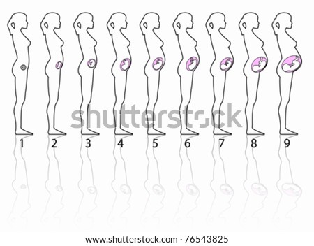 Stages Pregnancy on Pregnancy Stages With Fetus Stages Stock Vector 76543825