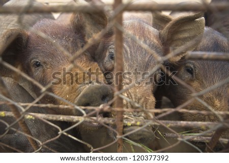 Iberian pigs behind a fence