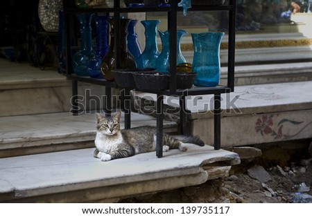 Cat resting on the steps. Scene from the Khan El Khalili bazaar in Cairo,  a major souk in the Islamic district of Cairo, Egypt
