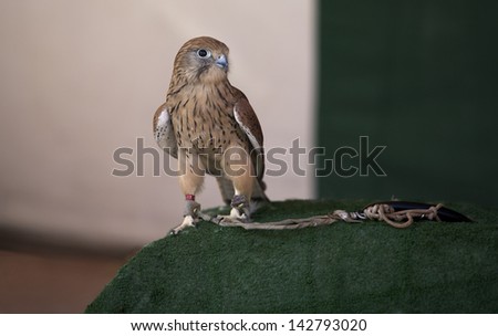 The Lesser Kestrel or Falco naumanni is a small falcon, small bird of prey. It shares a brown back and barred grey underparts with the larger species.