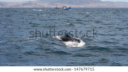 Pilot whale and fisher boat, long-finned pilot whales at the coast of Tarifa, Cadiz, Spain
