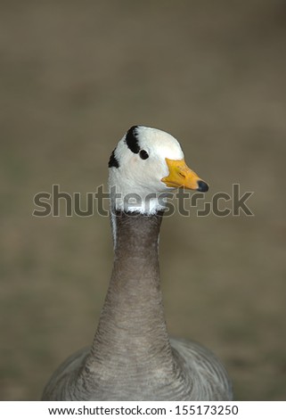 Portrait picture of the Bar-Headed Goose (Anser Indicus) from Central Asia