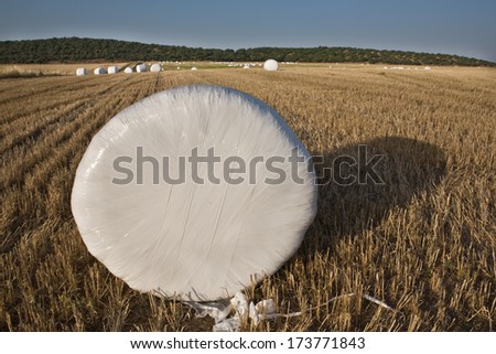 Packed hay rolls in white plastic on the meadow, Badajoz, Extremadrua, Spain
