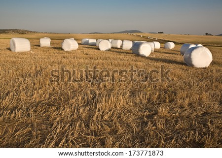 Packed hay rolls in white plastic on the meadow, Badajoz, Extremadrua, Spain