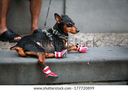 Closeup of a man\'s legs wearing sandals with her Chihuahua doggy sitting near by