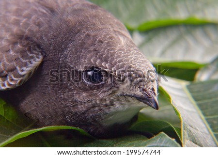 Beautiful young swallow Sand Martin, riparia riparia, on a green sleaves bed, it\'s wounded