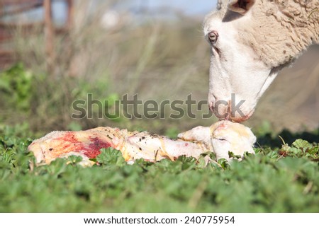 Baby lamb and her maternal sheep mother just after the birth, Extremadura, Spain