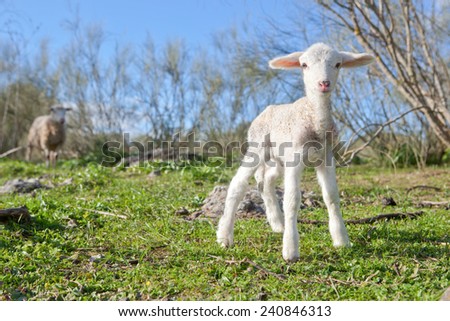 Baby lamb and her maternal watching mother, Extremadura, Spain