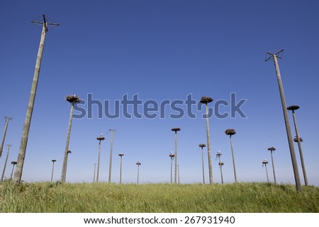Storks colony in a protected area of Malpartida de Caceres, Spain