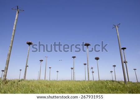 Storks colony in a protected area of Malpartida de Caceres, Spain