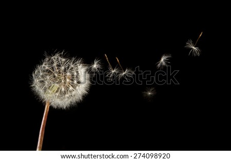 Dandelion seeds flying over black background. Closeup of seeds joined and separated by the stem