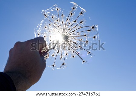 Wild little dry plant in his hand against the sun and blue sky on dehesa landscape, Extremadura, Spain