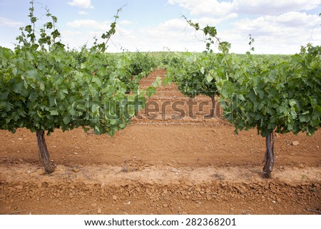 Vineyard metal poles and wire at Tierra de Barros Region with its unique red soil, Extremadura, Spain