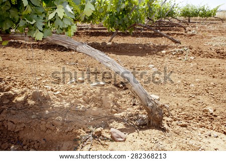 Vines plantation roots at Tierra de Barros Region with its unique red soil, Extremadura, Spain
