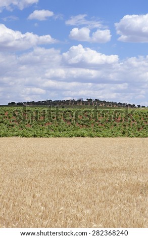 Grain fields and vines plantation at Tierra de Barros Region with its unique red soil, Extremadura, Spain