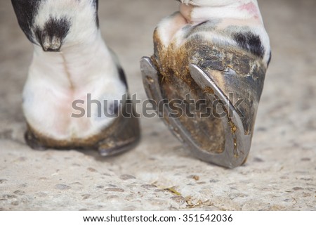 Detailed view of horse foot hoof outside stables