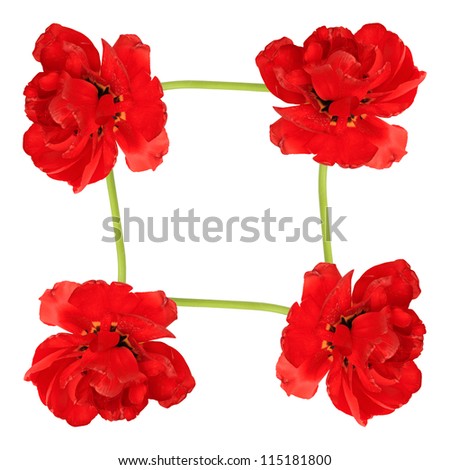 Floral element of the four red tulips isolated on white background