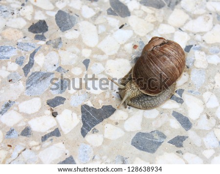 Snail close up crawling on a garden path