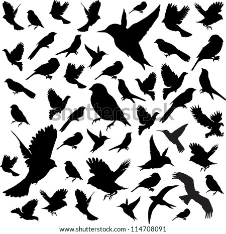 Set Birds.Vector Illustration