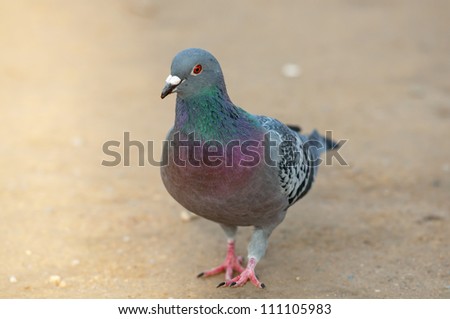 Portrait of a pigeon walking alone