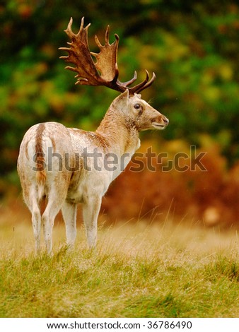 White Fallow deer buck stands proudly in his autumn  head gear