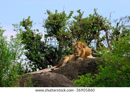 Male Lion on rock plateau