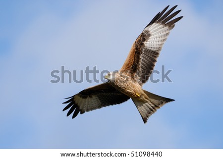 A Red Kite soars above the feeding station at Gigrin Farm, West Wales
