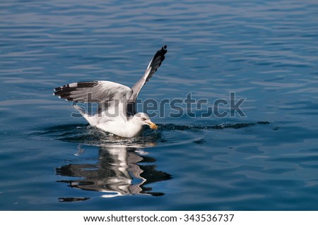 Seagull catch food on sea surface, his body is reflected in water