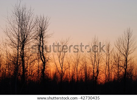 Sun down on the forest