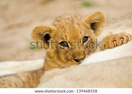Cute Lion Cub feeding from it\'s mother