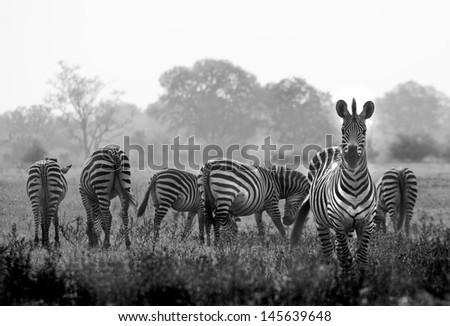 Herd of wild zebras in a African flood plain