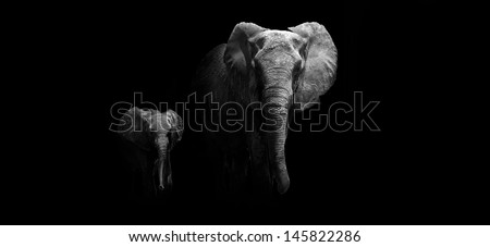 Black and white image of a Mother and Baby Elephant