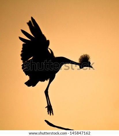 Dramatic Sunset Silhouette of a Crowned Crane Bird