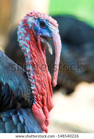 Close up head shot of a turkey