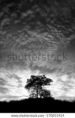 A lonely tree on a hill in black and white