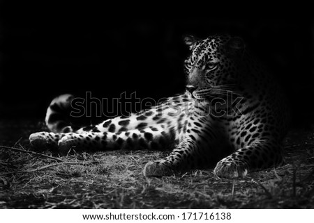 Leopard in Black and White