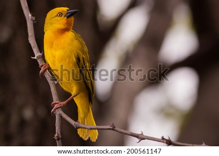 Yellow Weaver Perched on a Branch