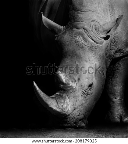 White Rhino White Rhino