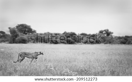 Cheetah in black and white