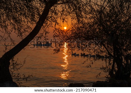 People on boat and ducks with tree on the sunset
