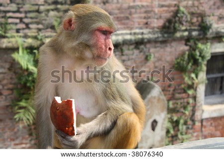 Monkey is eating coco at monkey-temple Swayambhunath in Kathmandu, Nepal