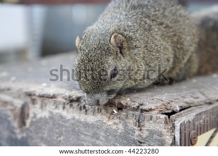 Cute squirrel pictures