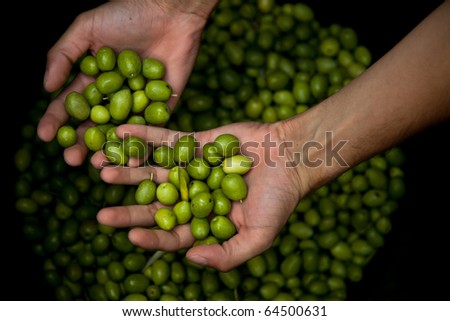 Man\'s hands holding green olives on top of a bucket after harvesting