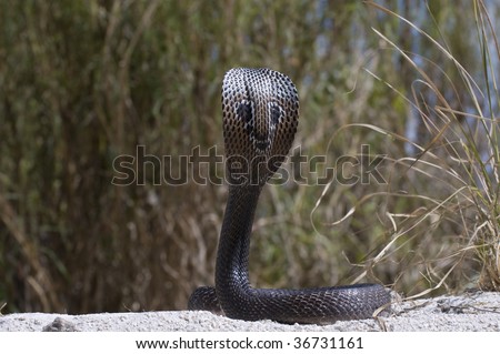 Spectacle Cobra Stock Photo 36731161 : Shutterstock