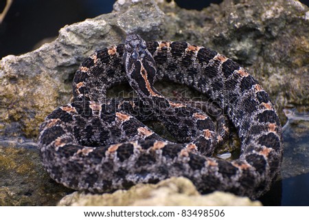 mexican pygmy rattlesnake